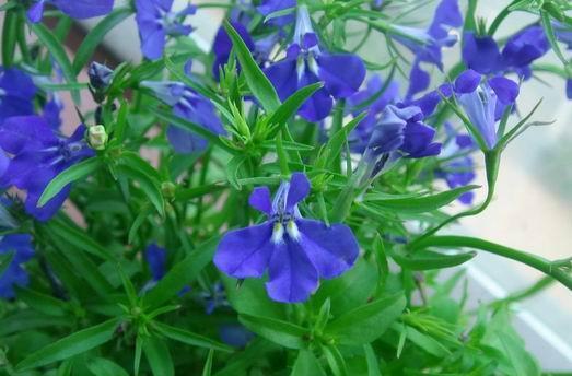 翠蝶花播种的最佳时间是什么时候？播种后需要注意什么？