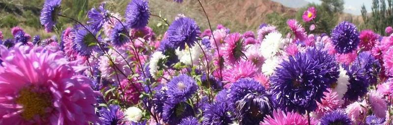 翠菊冬天会冻死吗？如何保护翠菊过冬？