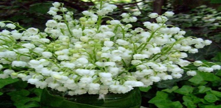 铃兰花语大全及寓意是什么？如何解读铃兰的花语含义？