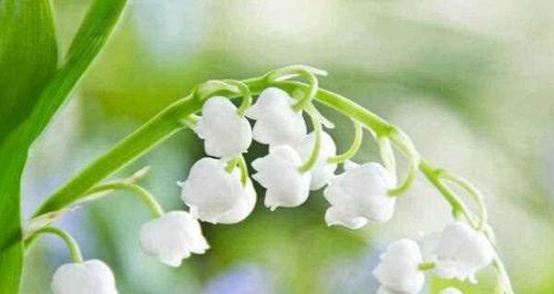 铃兰花语大全及寓意是什么？如何解读铃兰的花语含义？