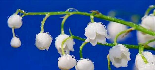 铃兰花语大全及寓意是什么？如何解读铃兰的花语含义？