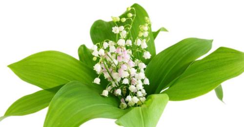 铃兰花的寓意是什么？为什么人们喜欢送铃兰花？
