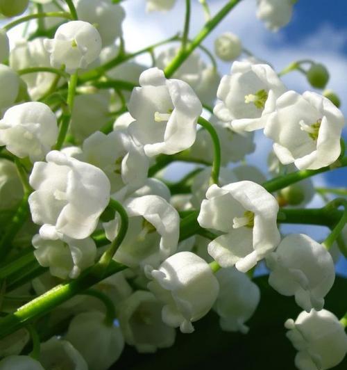 铃兰花的寓意是什么？为什么人们喜欢送铃兰花？