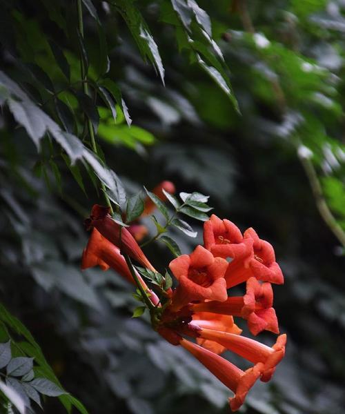 凌霄花的花语是什么？如何正确理解凌霄花的象征意义？
