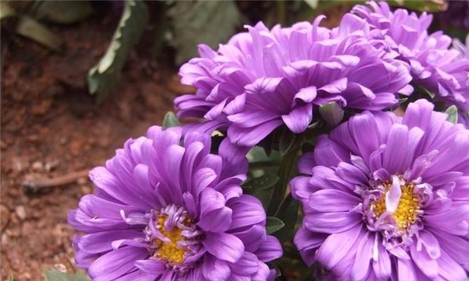 翠菊的开花时间是什么时候？如何正确养护以确保花期？