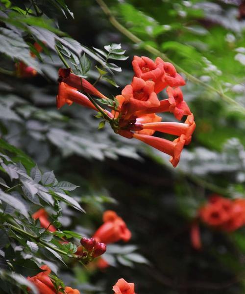 凌霄花花语是什么？它的寓意有哪些常见问题解答？
