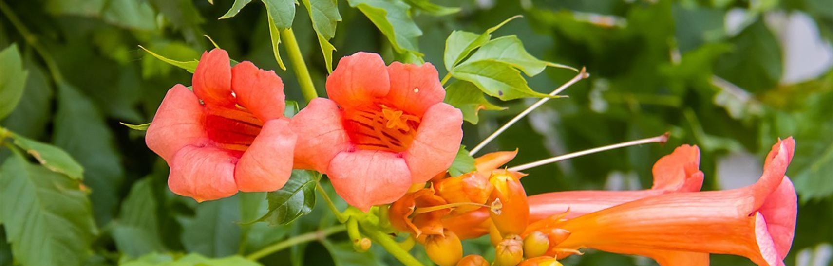 凌霄花花语是什么？它的寓意有哪些常见问题解答？