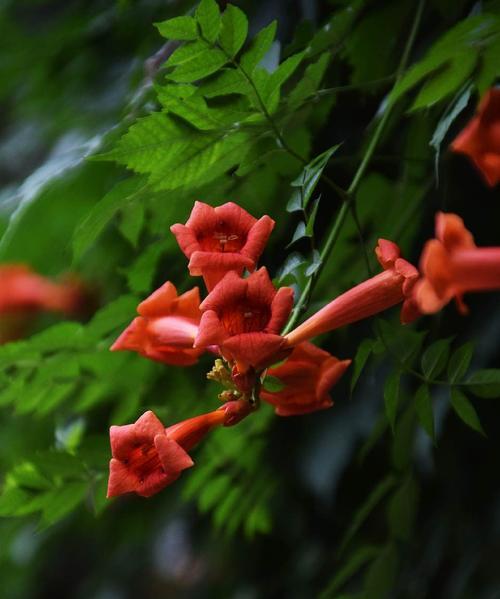 凌霄花花语是什么？它的寓意有哪些常见问题解答？