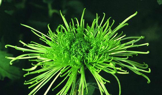 翠菊是多年生植物还是年生植物？如何区分和养护？