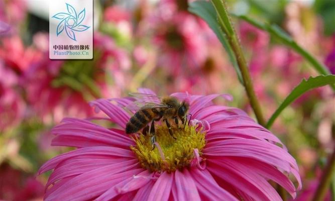 翠菊四季开花吗？如何实现翠菊的全年开花？