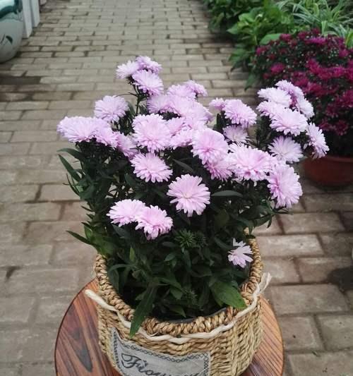 翠菊四季开花吗？如何实现翠菊的全年开花？