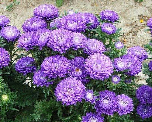 翠菊四季开花吗？如何实现翠菊的全年开花？