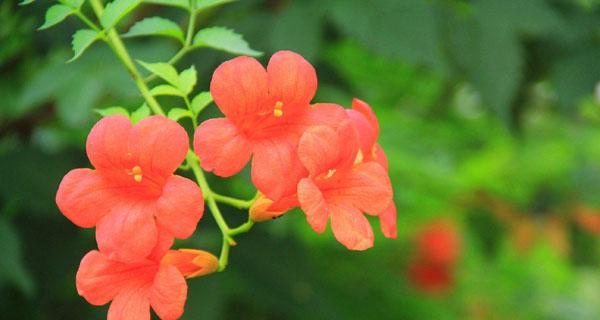 凌霄花的花语是什么？如何解读凌霄花的象征意义？