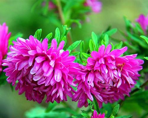 室内养翠菊可行吗？翠菊养护需要注意什么？