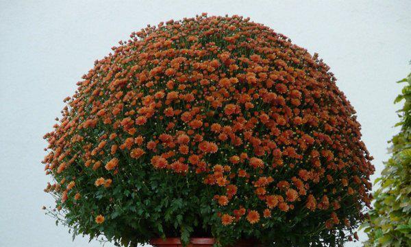 室内养翠菊可行吗？翠菊养护需要注意什么？