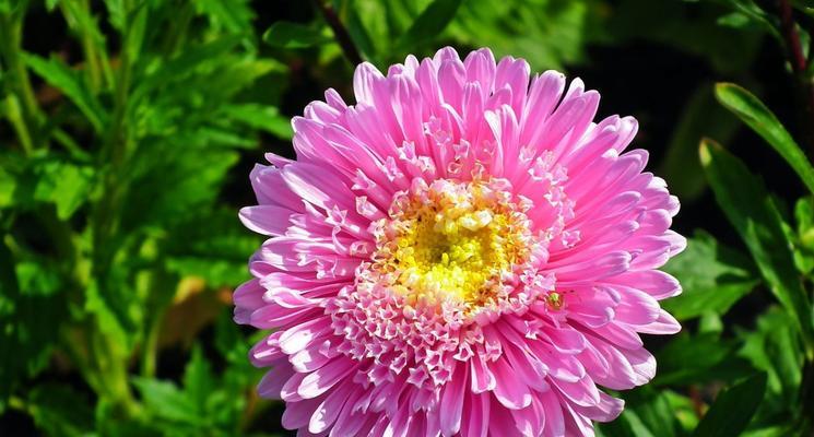室内养翠菊可行吗？翠菊养护需要注意什么？