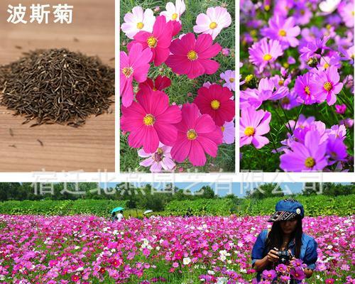 翠菊种子怎么种植？种植过程中需要注意哪些问题？