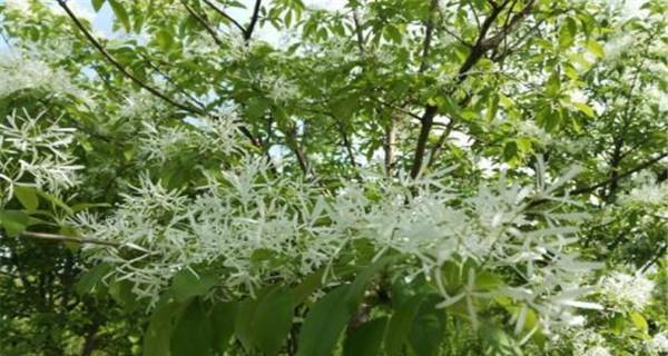 流苏花花语是什么？如何理解流苏花的象征意义？