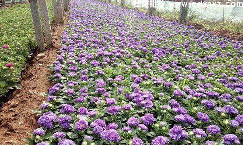 翠菊种子怎么种植？种植过程中需要注意哪些问题？