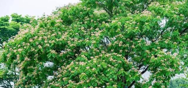 流苏花花语是什么？如何理解流苏花的象征意义？
