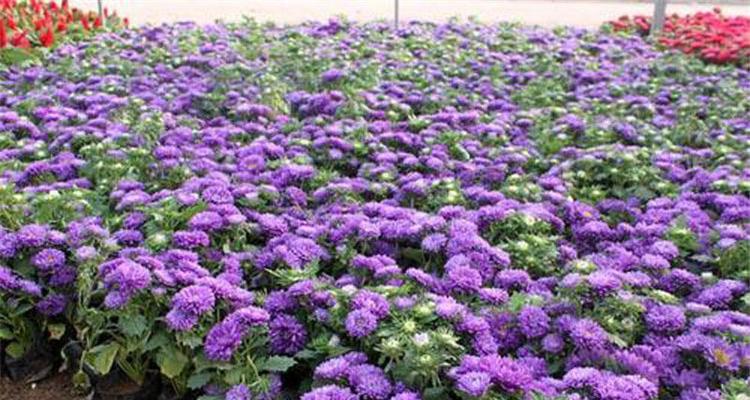 翠菊种子播种的最佳时间是什么时候？如何确保高发芽率？