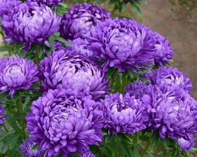翠菊种子播种的最佳时间是什么时候？如何确保高发芽率？