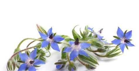 琉璃苣花语是什么？如何正确解读琉璃苣的花语含义？