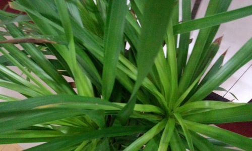 翠兰开花需要多久？如何正确养护翠兰使其开花？