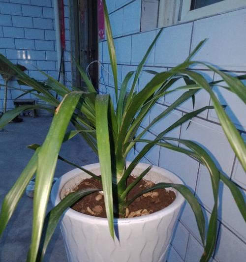 翠兰开花需要多久？如何正确养护翠兰使其开花？