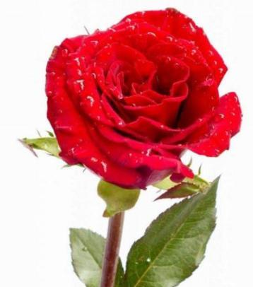 六朵玫瑰代表什么意思？花语解读与送花建议？