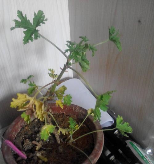 翠兰叶子发黄了怎么办？如何快速恢复翠兰的健康？