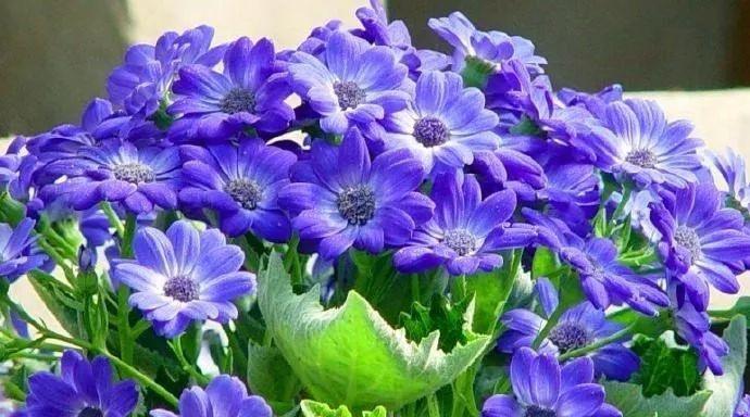 六月菊的花语代表什么？别离的含义如何解读？