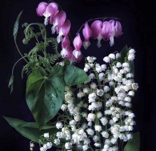 六月菊的花语代表什么？别离的含义如何解读？