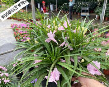 翠芦莉怎么养？养殖过程中需要注意哪些问题？