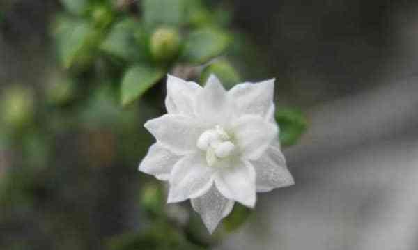 六月雪的花语是什么？六月雪的花语有哪些含义？