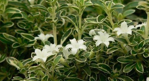 六月雪的花语是什么？六月雪的花语有哪些含义？