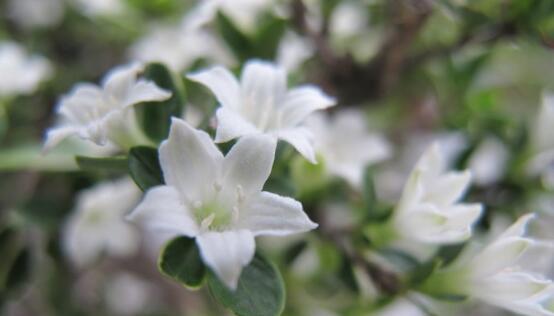 六月雪的花语是什么？六月雪的花语有哪些含义？