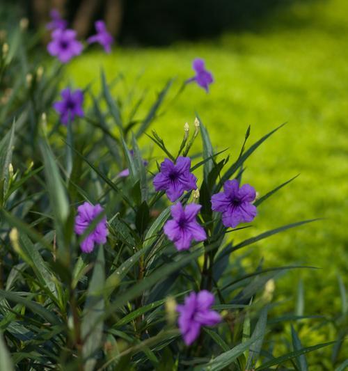 翠芦莉属于草本植物还是木本植物？如何区分？