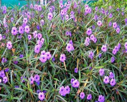 翠芦莉属于草本植物还是木本植物？如何区分？