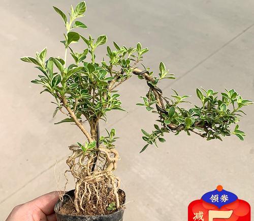 六月雪花语是什么意思？六月雪花的寓意有哪些？