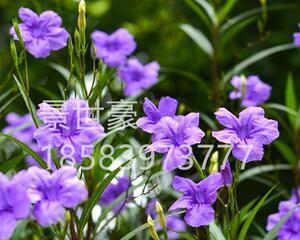 翠芦莉是多年生植物吗？如何正确养护翠芦莉？
