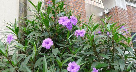 翠芦莉是多年生植物吗？如何正确养护翠芦莉？