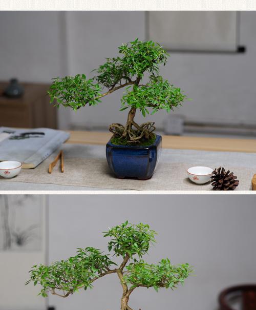 六月雪盆景寓意是什么？如何养护才能保持其美好象征？