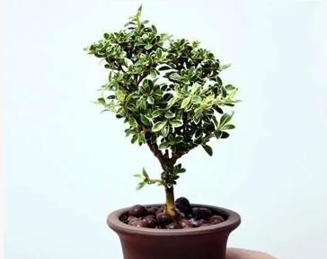 六月雪盆景寓意是什么？如何养护才能保持其美好象征？