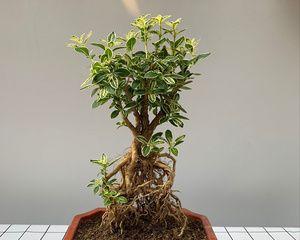 六月雪盆栽的寓意是什么？养护技巧有哪些？
