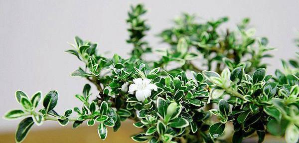 六月雪盆栽的寓意是什么？养护技巧有哪些？
