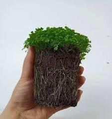 翠云草怎么养长的好？掌握这些技巧轻松培育翠绿植株！