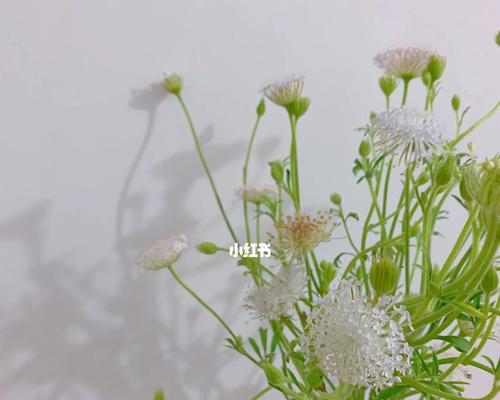翠珠花的寿命有多长？如何延长其观赏期？