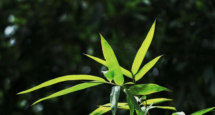 翠竹象征着什么意义？如何理解其文化内涵？