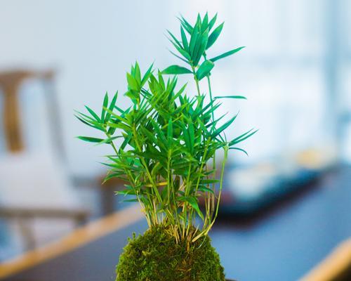 翠竹家庭养法有哪些技巧？如何保持翠竹健康生长？